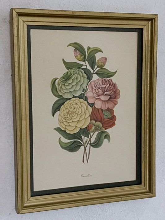 Camellias Print