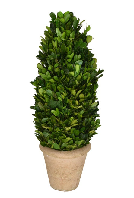 Preserved Boxwood Topiary Cone, 16”
