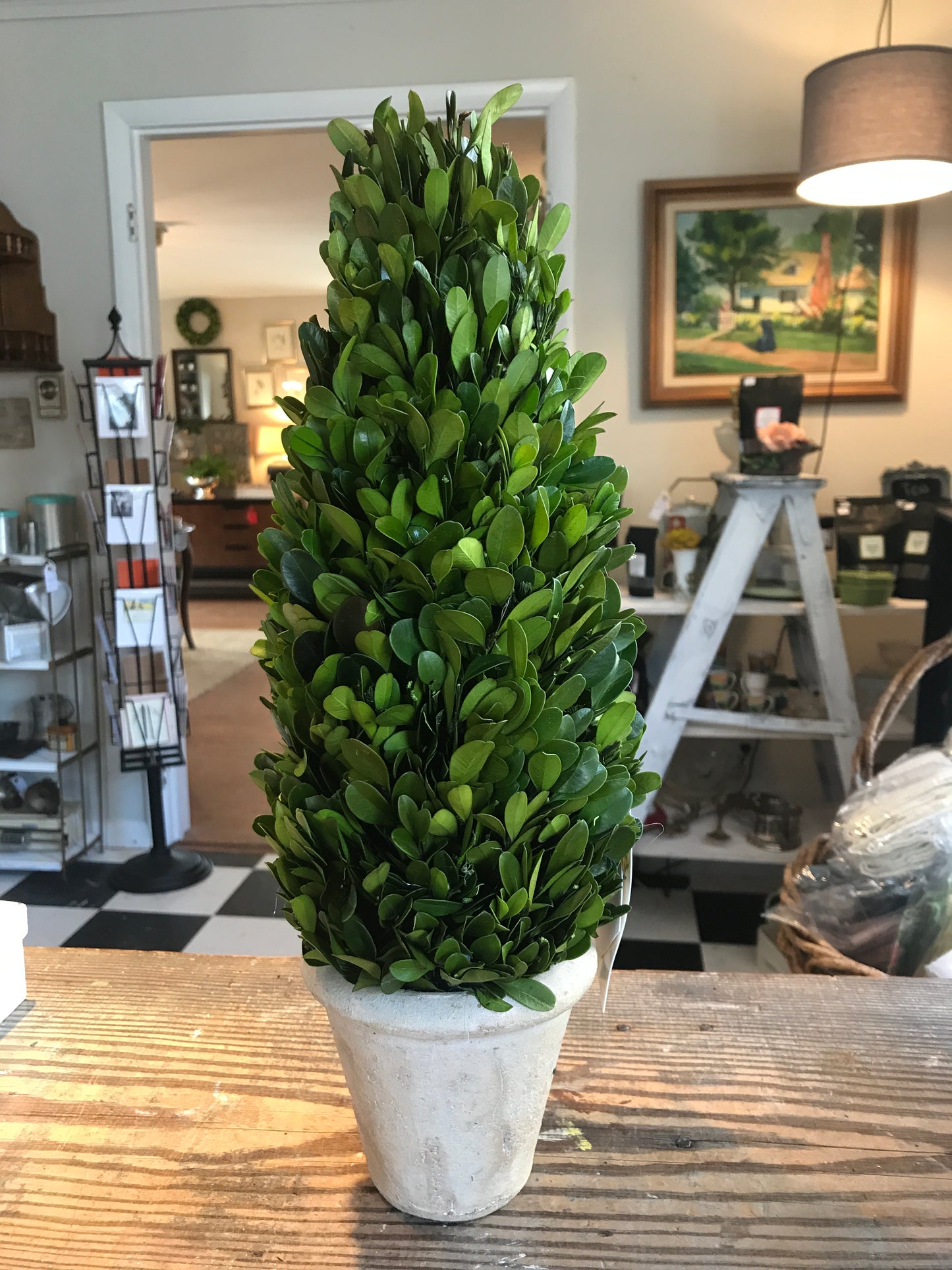 Preserved Boxwood Topiary Cone, 16”